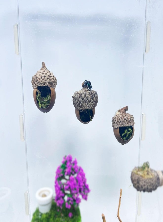 Daerky Jumping Spider Hide,Jumping Spider Hideaway Made from Real Acorns |,Handmade Magnetic Spider Cave, Ideal Habitat Accessory for Small Animals,Natural Decoration for Enclosure .3 Pack (Round Acorn) - Image 1